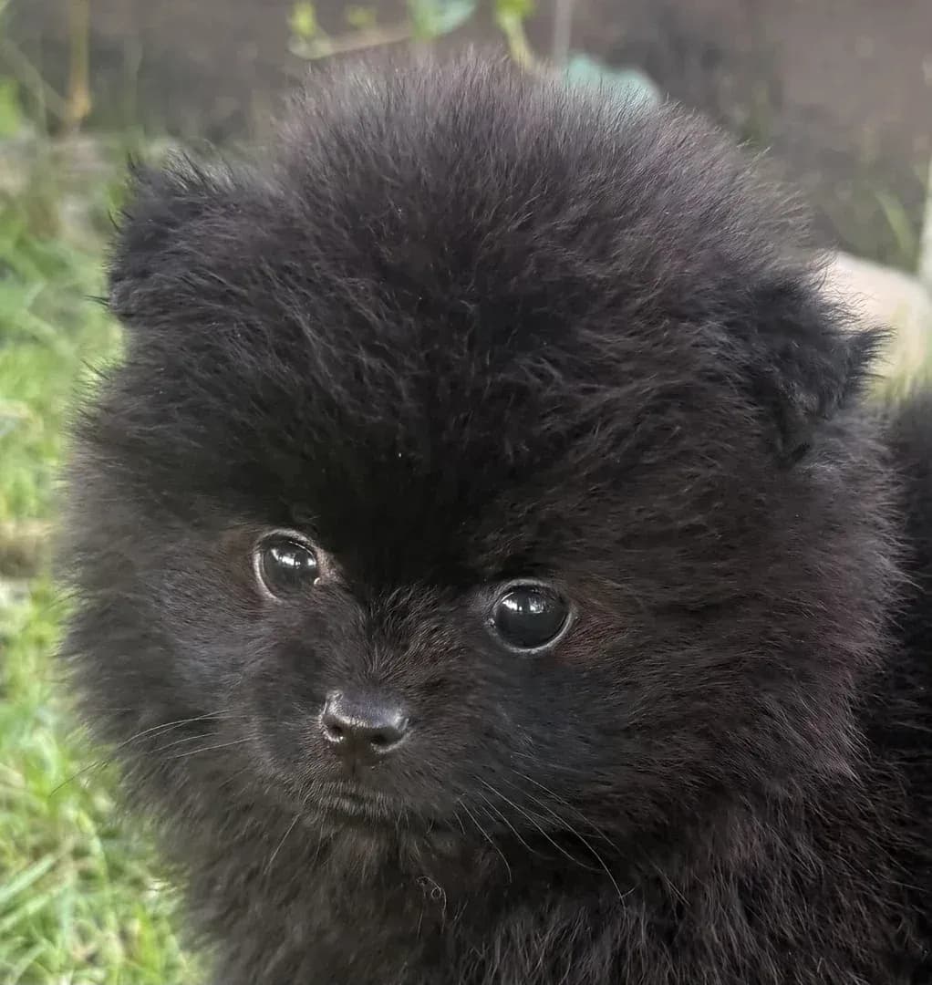 Anderwels Hell Raiser Of Rock´n Roll