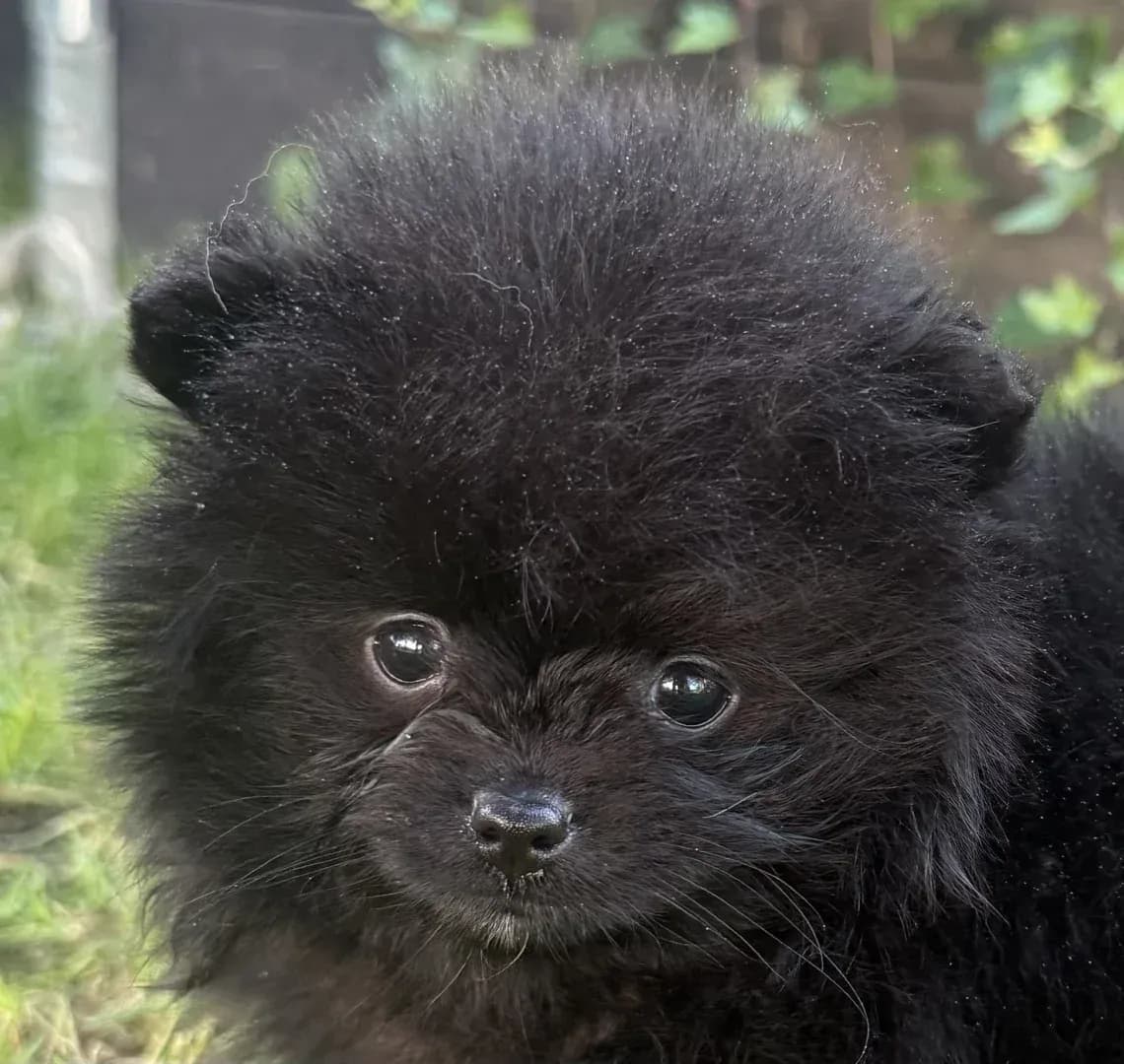 Anderwels Rainbow Of The Dark