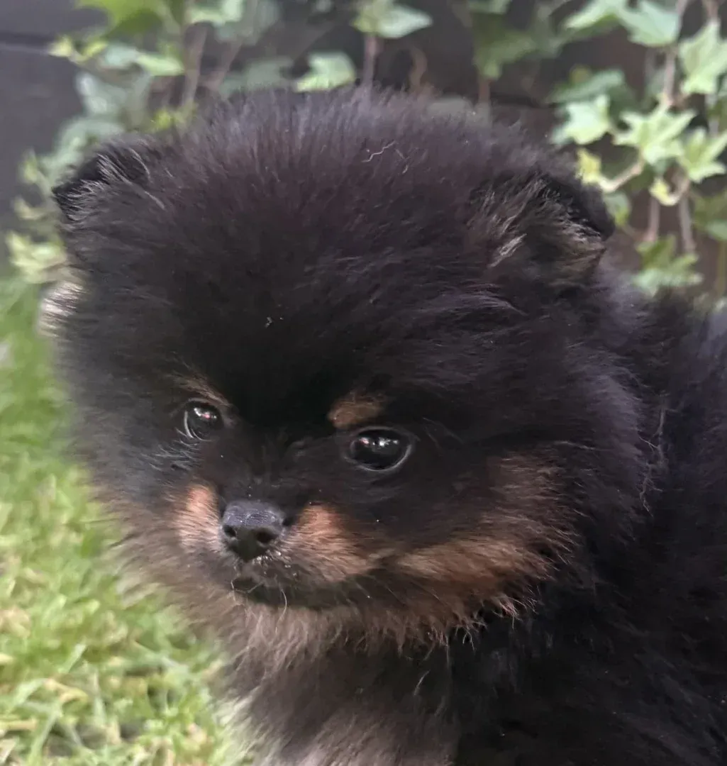 Anderwels Tribute To Ozzy Osborne