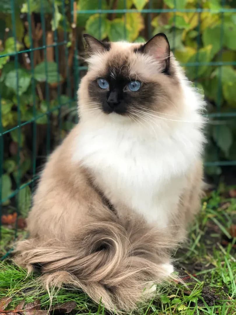 Närbild på orange hundhuvud