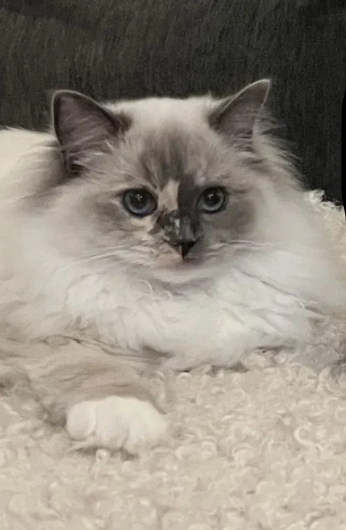 Svart hundvalp sitter på sten. Ljung i vit kruka bakom. Trädäck i bakgrunden