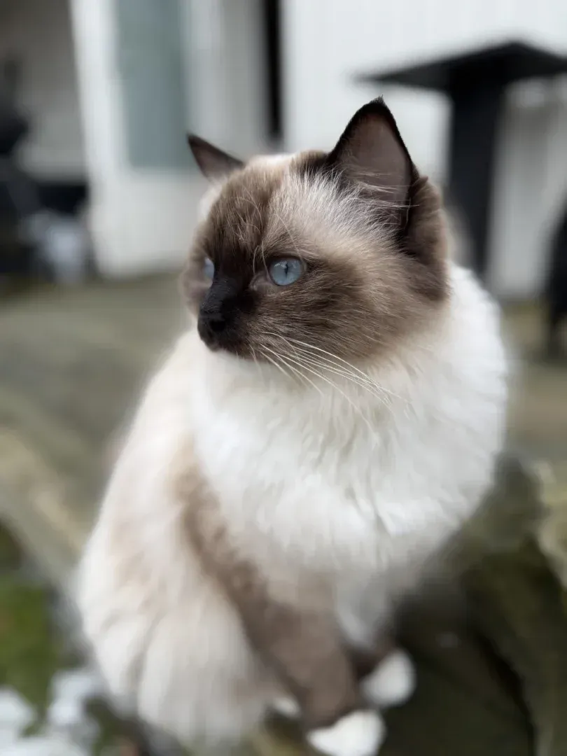 Svart, fluffig hund med stora, mörka ögon. Vita väggar i bakgrunden