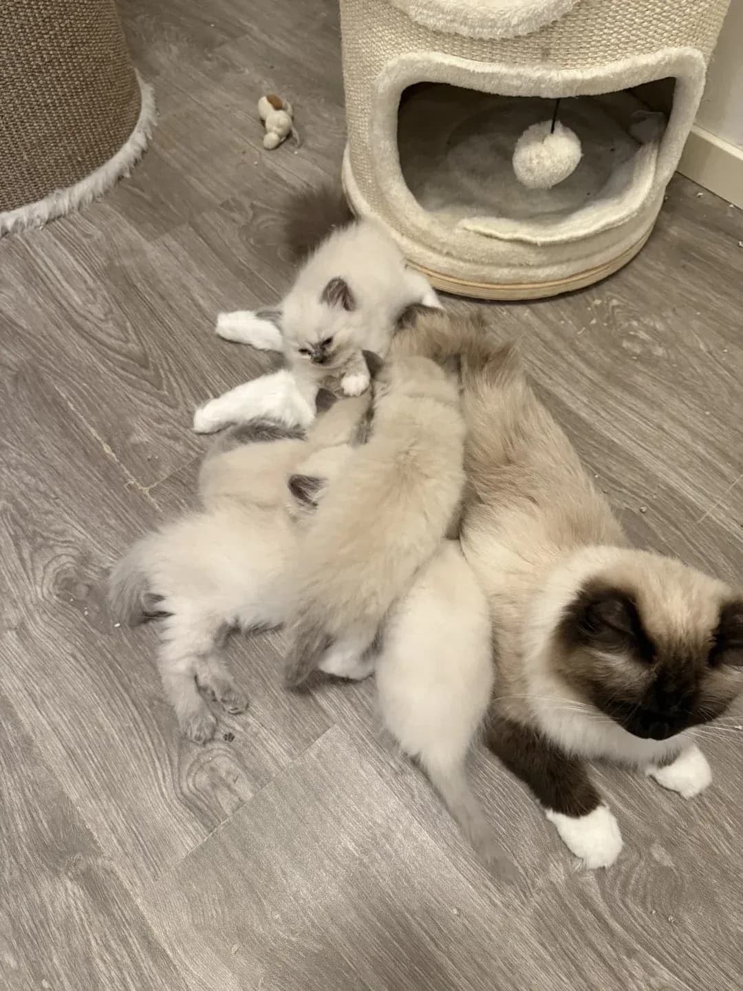 Kattungarna är nu 6 veckor