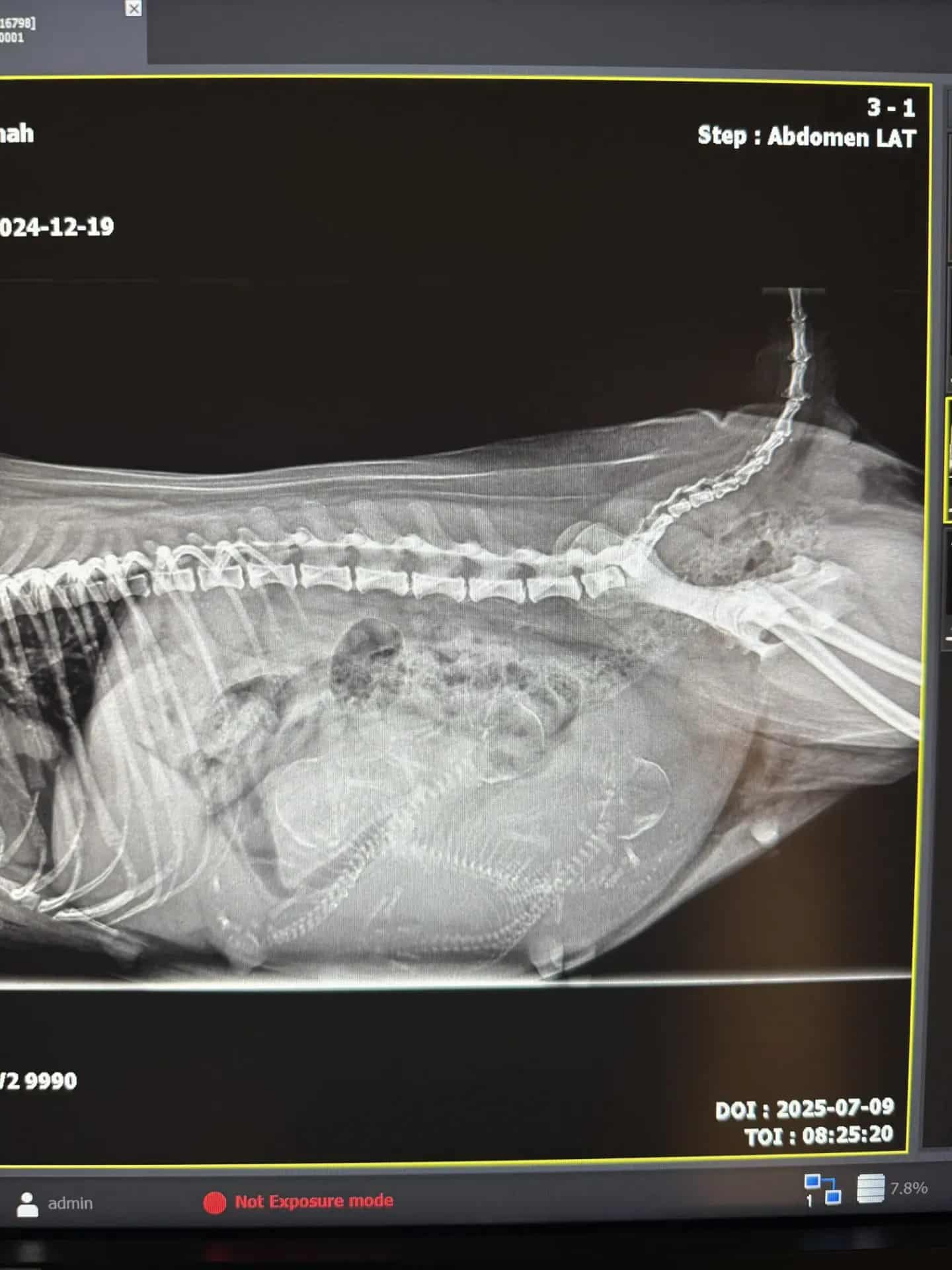 Röntgenbild i sidovy av hund med valpar i livmodern. Ryggkotan syns tydligt