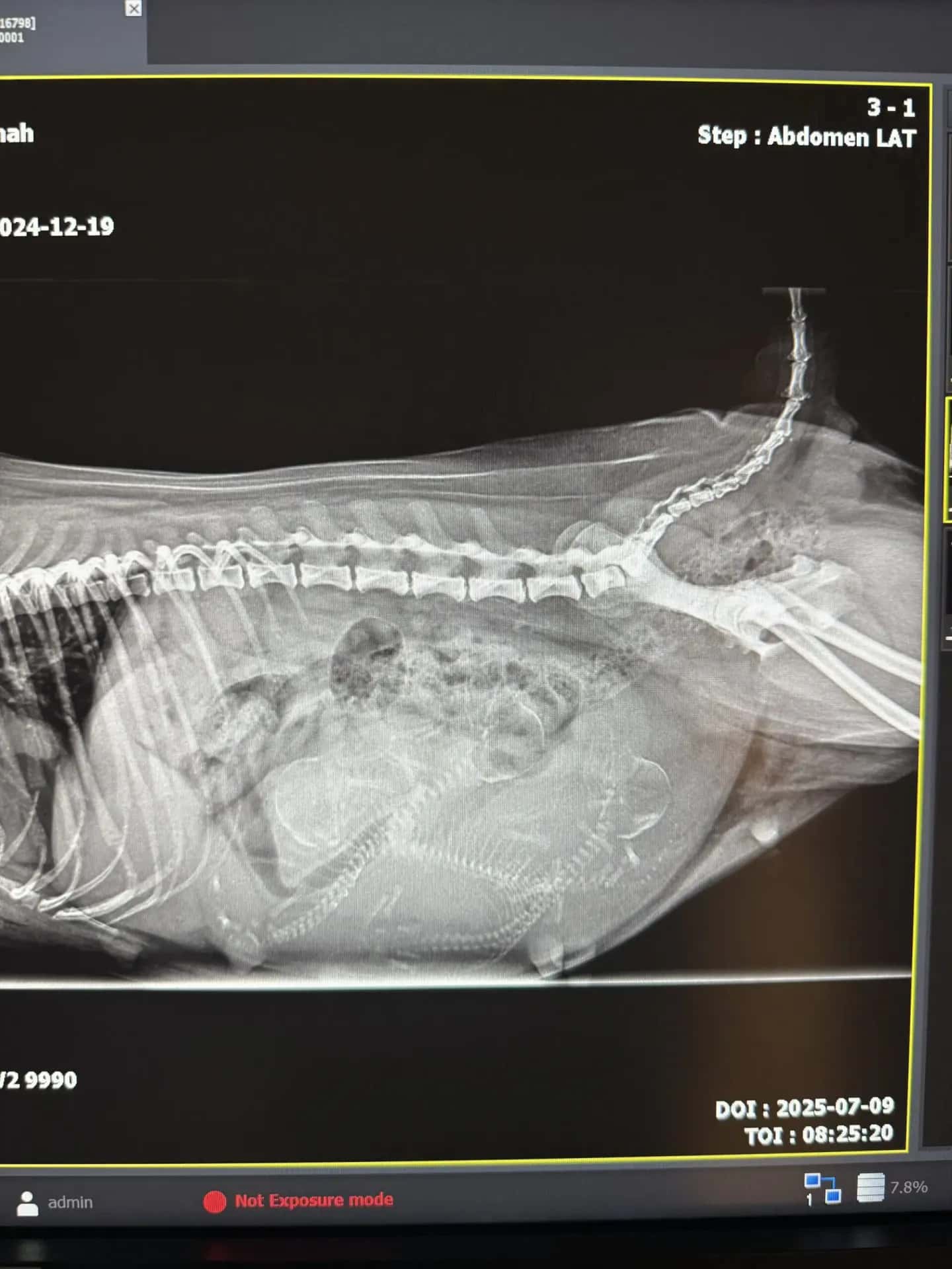 Röntgenbild i sidovy av hund med valpar i livmodern. Ryggkotan syns tydligt