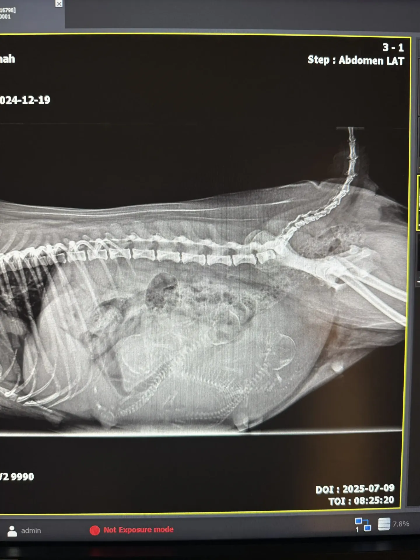 Hundvalpar på gång